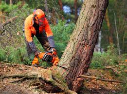 Professional Tree Care in South Dennis, MA