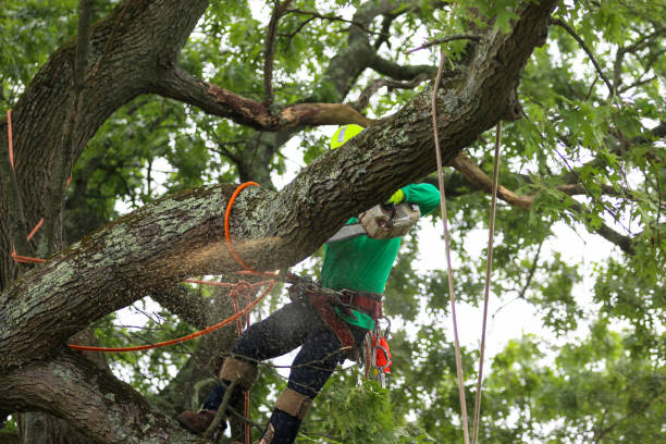 How Our Tree Care Process Works  in  South Dennis, MA